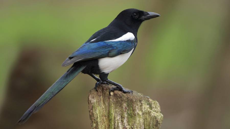 Only for use in Big Schools Bird watch press release. Magpie Pica pica, perched...