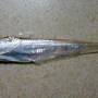 毛魚.jpg