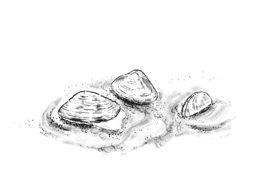 蛤蜊1.jpg