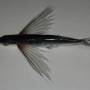 飛魚.jpg