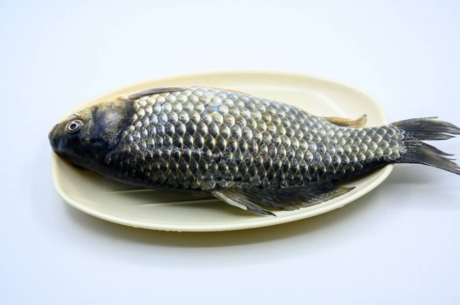 鯽魚.jpg