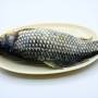 鯽魚.jpg