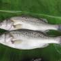 鱸魚.jpg